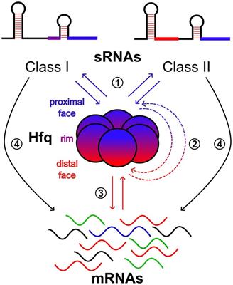 Little reason to call them small noncoding RNAs